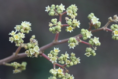 Ventilago madraspatana